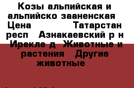 Козы альпийская и альпийско-зааненская › Цена ­ 10 000 - Татарстан респ., Азнакаевский р-н, Ирекле д. Животные и растения » Другие животные   